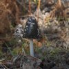 Coprinus picaceus